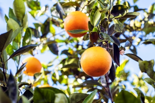 Oranges growing on a tree - Australian Stock Image