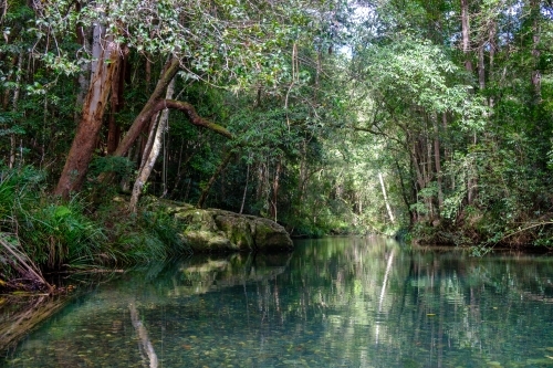 Still water river in rainforest - Australian Stock Image