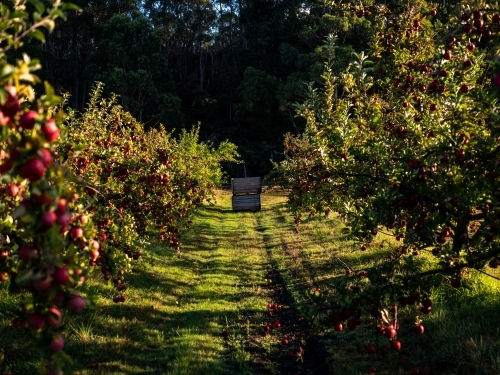 Orchard lane with rows of apple trees - Australian Stock Image