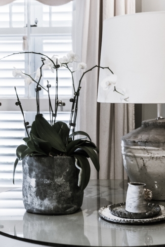 Orchid pot plant and lamp on table - Australian Stock Image