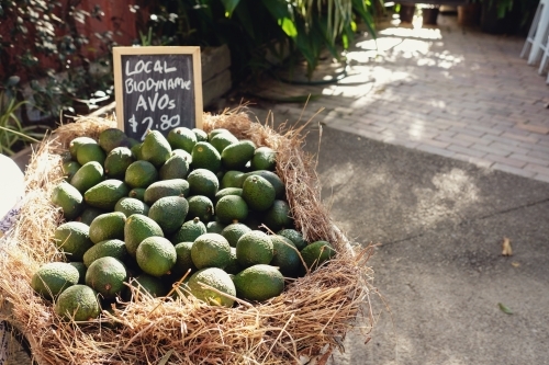 Organic avocado - Australian Stock Image