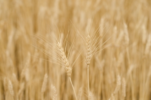 Organic Wheat Crop - Australian Stock Image