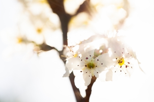 Ornamental Pear blossom on tree in spring - Australian Stock Image