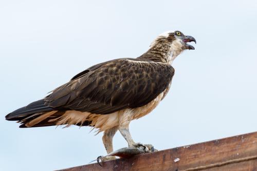 Osprey with catch - Australian Stock Image