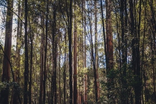 Otway National Park, Victoria - Australian Stock Image