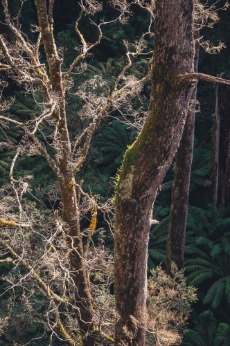 Otway National Park, Victoria - Australian Stock Image