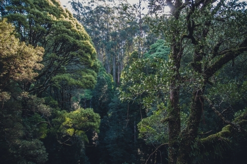 Otway National Park, Victoria - Australian Stock Image