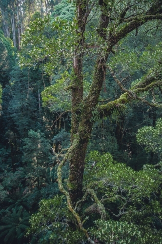 Otway National Park, Victoria - Australian Stock Image