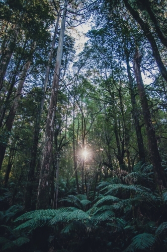 Otway National Park, Victoria - Australian Stock Image