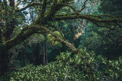 Otway National Park, Victoria - Australian Stock Image