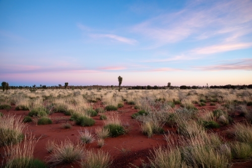 Outback grasses at sunrise with some pink clouds in the sky - Australian Stock Image