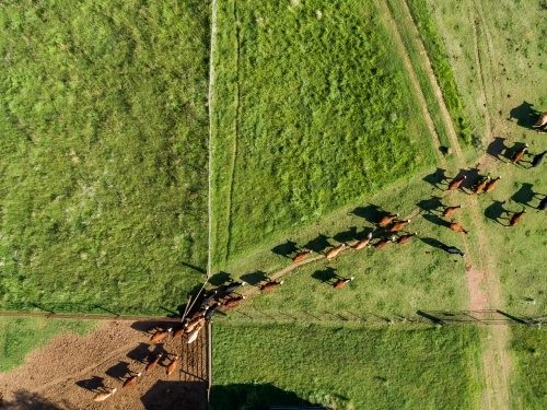 Overhead aerial view of cattle herd leaving yards into green farm paddock - Australian Stock Image