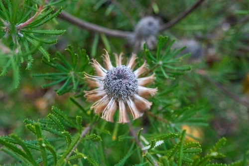 Overhead shot of banskia flower against foliage - Australian Stock Image