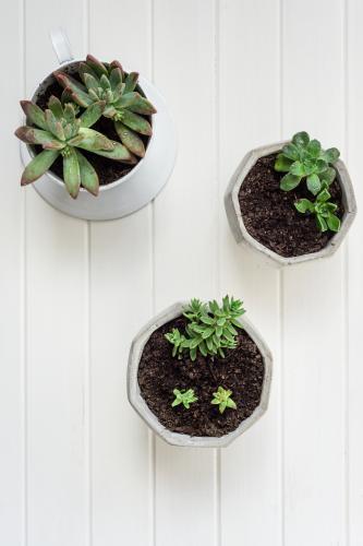 Overhead shot of three succulents in concrete pots - Australian Stock Image