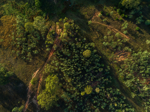 Overhead top down aerial view of treetops and erosion in rural country paddock - Australian Stock Image