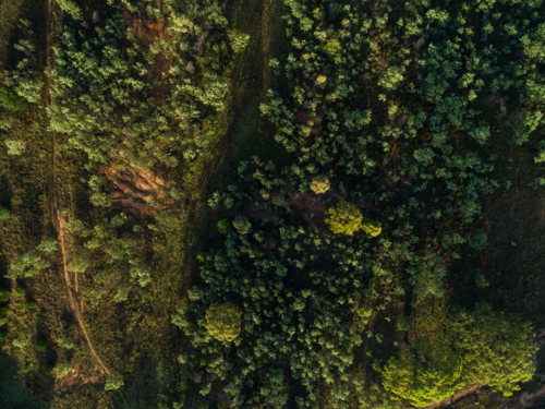 Overhead top down aerial view of treetops and erosion in rural country paddock - Australian Stock Image