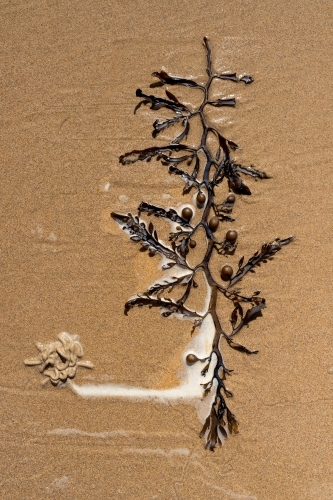 Overhead view of seaweed on sand - Australian Stock Image