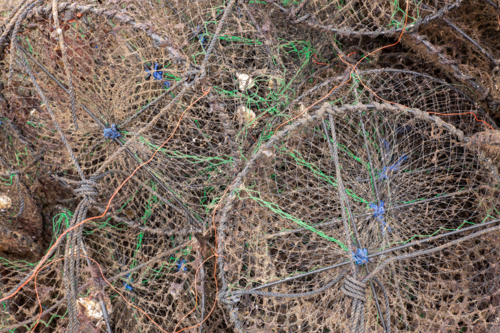 Oyster Nets - Australian Stock Image
