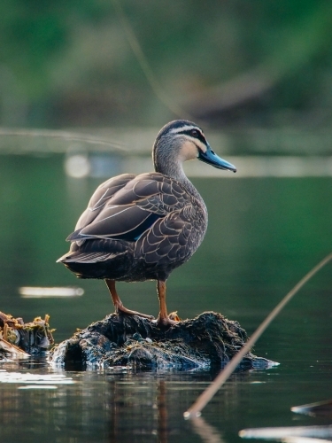 Pacific black duck sitting on a rock - Australian Stock Image