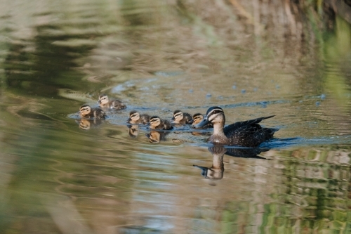 pacific black duck with family of ducklings swimming together - Australian Stock Image