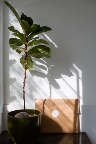 package and indoor plant in sunlight - Australian Stock Image