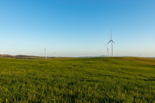 paddock in crop with wind turbines in distance - Australian Stock Image