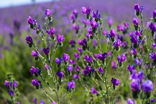 Paddock of purple flowering patersons curse (salvation jane) weeds - Australian Stock Image