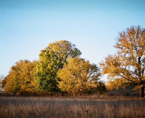 Paddock with autumn trees - Australian Stock Image