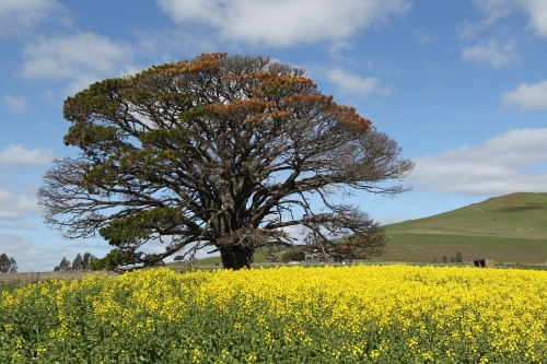 Paddocks of canola in flower - Australian Stock Image