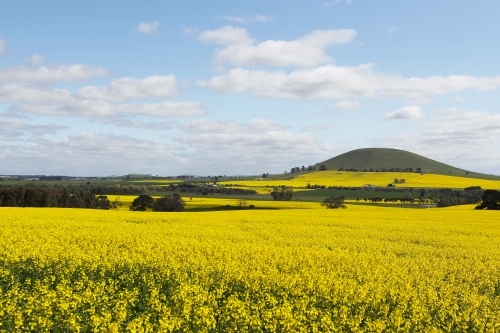 Paddocks of canola in flower - Australian Stock Image