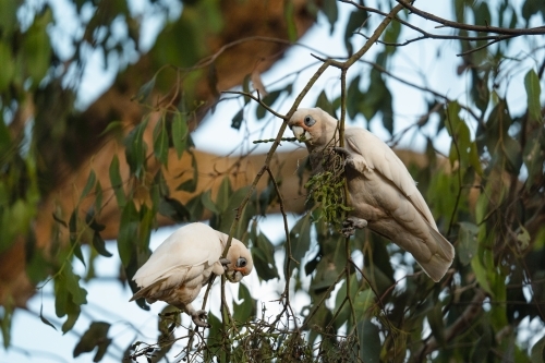 Pair of corellas perched in tree - Australian Stock Image