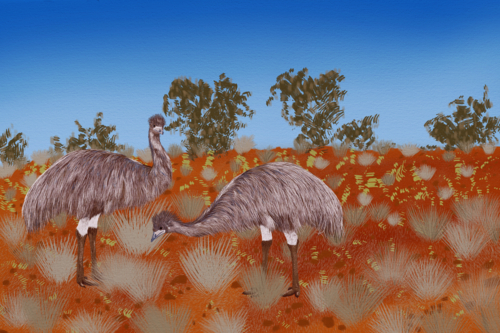 Pair of emu birds in outback australian landscape of red dirt and grasses under blue australian sky - Australian Stock Image