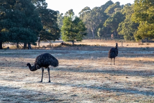 Pair of emus roaming - Australian Stock Image