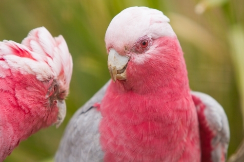 Pair of Galahs - Australian Stock Image