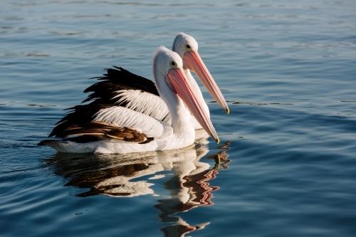 Pair of Pelicans - Australian Stock Image