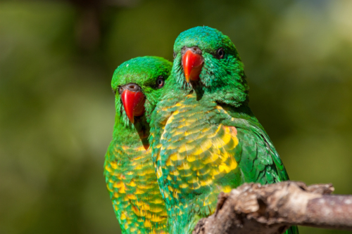 Pair of Scaly-breasted Lorikeets (Trichoglossus chlorolepidotus) perched on branch. - Australian Stock Image