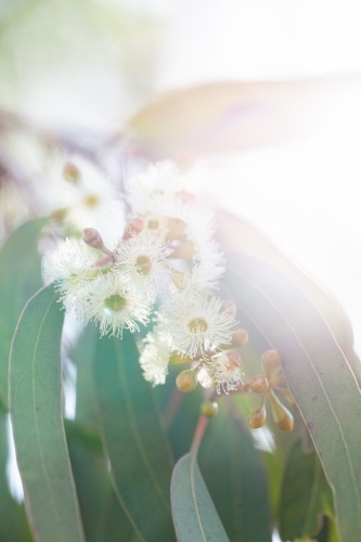 Pale gum blossom flowers and leaves on tree - Australian Stock Image