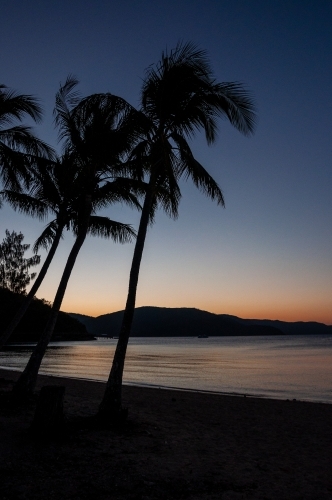 Palm Tree at Sunset, Whitsunday Islands, Queensland - Australian Stock Image