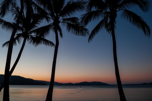 Palm Tree at Sunset, Whitsunday Islands, Queensland - Australian Stock Image