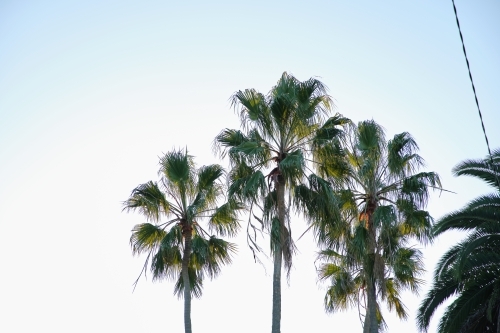Palm trees against pale blue sky