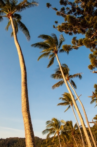 Palm Trees, Whitsunday Islands - Australian Stock Image