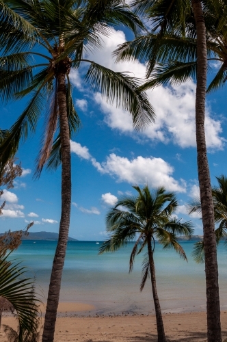 Palm Trees, Whitsunday Islands, Queensland - Australian Stock Image