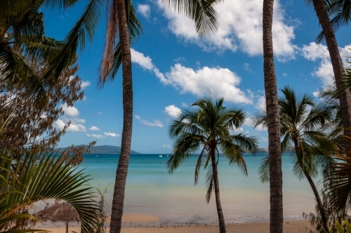 Palm Trees, Whitsunday Islands, Queensland - Australian Stock Image