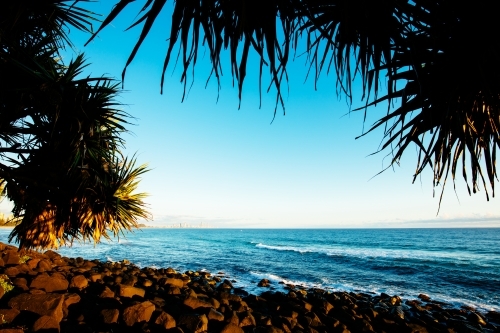 Pandanus frames the view from Burleigh Heads north to the Gold Coast - Australian Stock Image