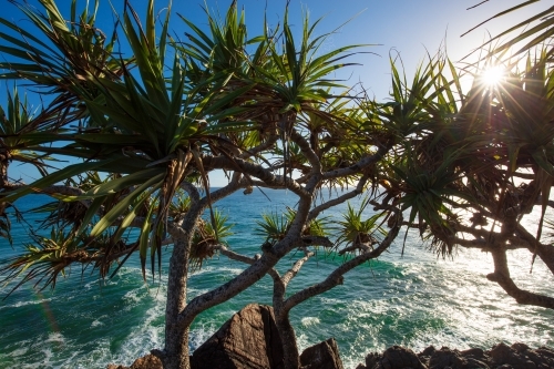 Pandanus Tree at Cabarita Beach - Australian Stock Image