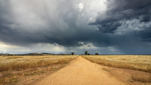 Panoramic view of a gravel road through a crop of dry canola with dark clouds and rain overhead - Australian Stock Image