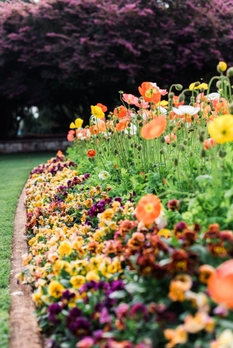 Pansy and poppy flowers in brightly coloured flowerbeds