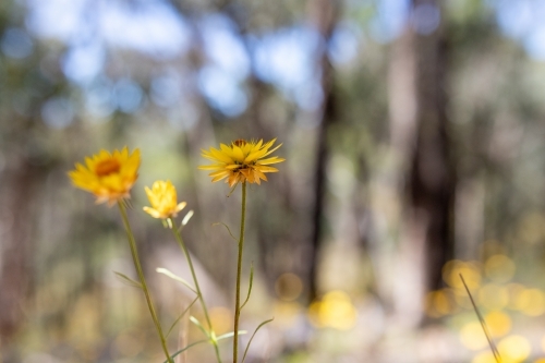 Paper daisy's in front of blurred forest - Australian Stock Image