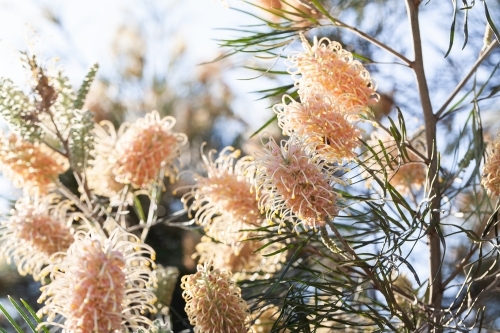 Pastel orange and yellow spider flowers on native grevillea bush backlit by spring sunlight - Australian Stock Image