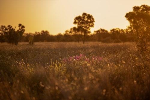 Patch of purple wild flowers in paddock at sunset - Australian Stock Image